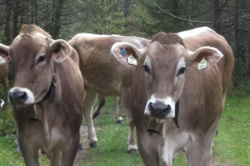 Alpenhof Sonne - foto 41