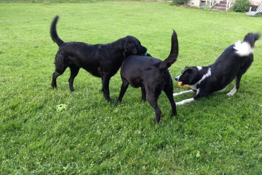 Kellerstöckl am veganen Bio-Lebenshof - Varm - the vegan Farm - foto 45