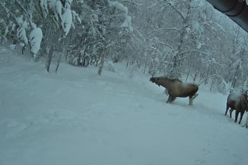 Zu vermieten in der Nähe von Jokkmokk - foto 6