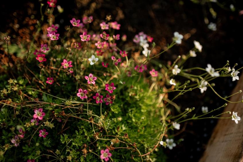 Park Haarle - foto 33