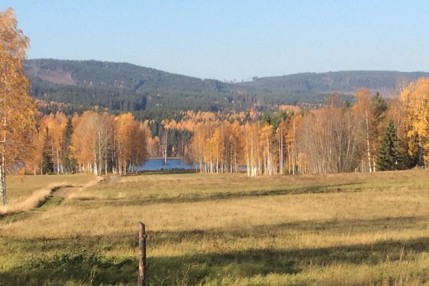 in Hagfors mit Großem Garten - foto 11