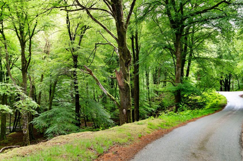 Hermon Bach - foto 7