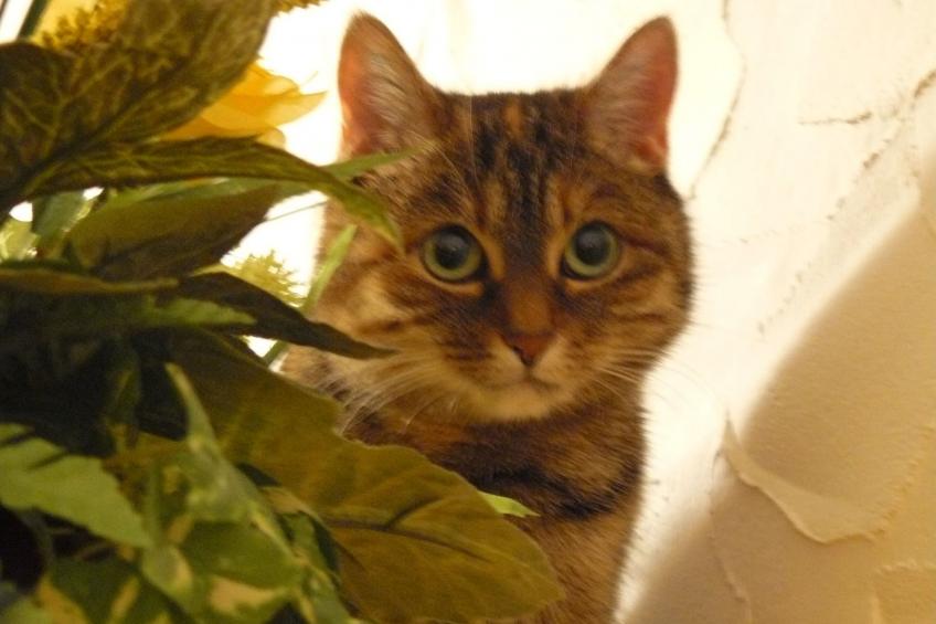 Hummelcasa - foto 34