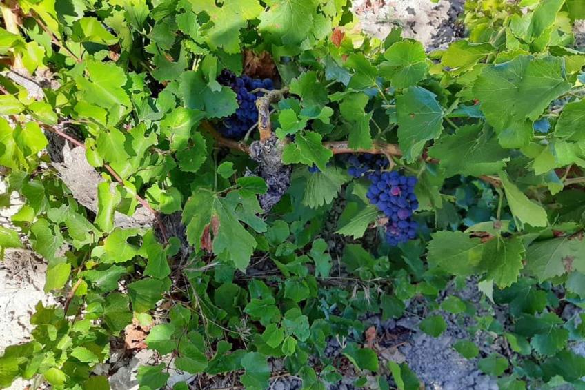 Casa rural hospital del temple - foto 42