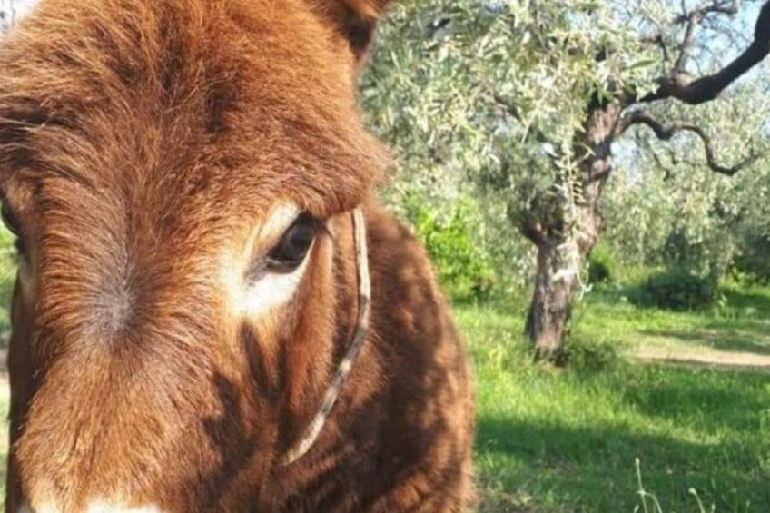 Casa O mit Swimmingpool and großer Terrasse - foto 36