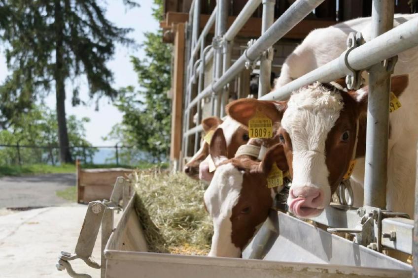 Berghof Hallau kleine Ferienwohnung - foto 12