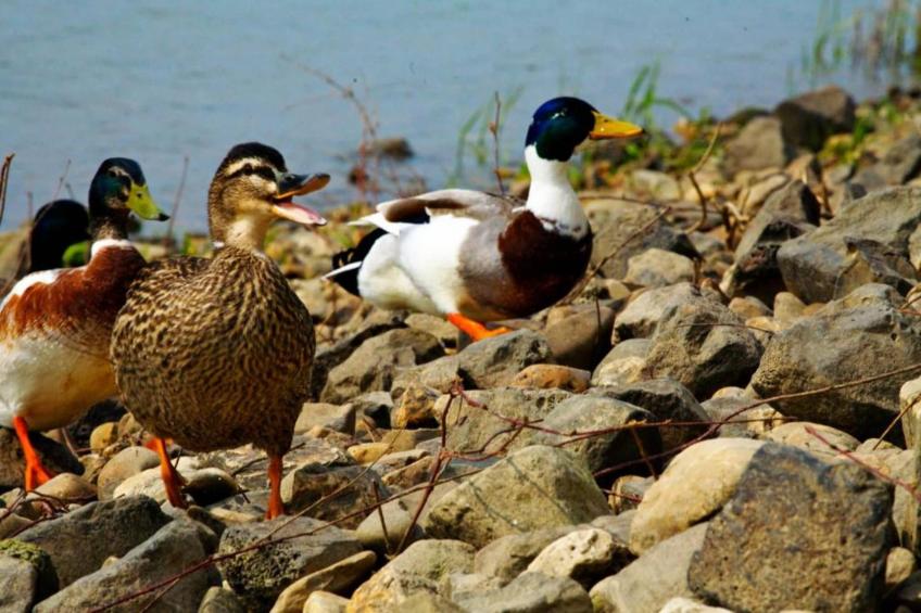 Vakantiepark Klein Vink - foto 31