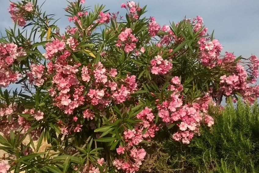 mit Blick auf das Wasser - foto 46
