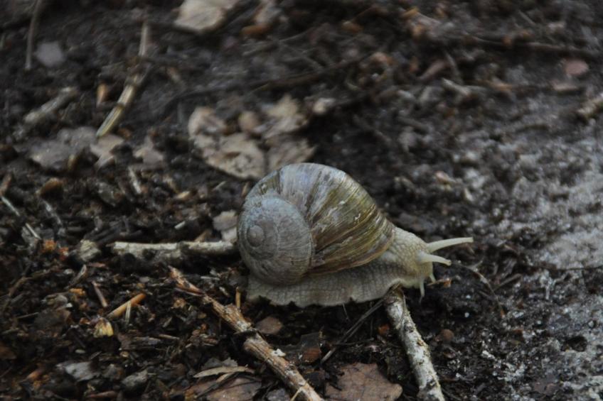 Rosalie - Ruhig - Zentral - Hochwertig - foto 41