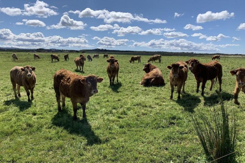 Sonne, Meer, Natur im gemütlichen Ferienhaus - foto 19