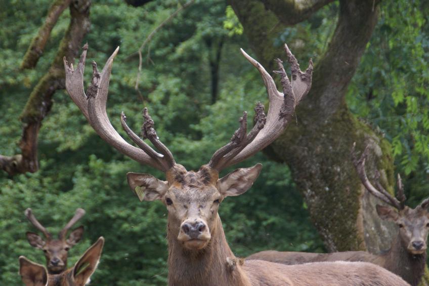 Le Chamois - foto 40
