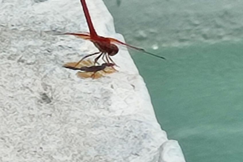 Gemütliches Haus mit Schwimmbad in La Alpujarra - foto 31