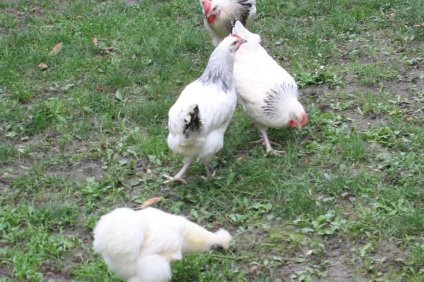 Kleine Fewo - foto 16