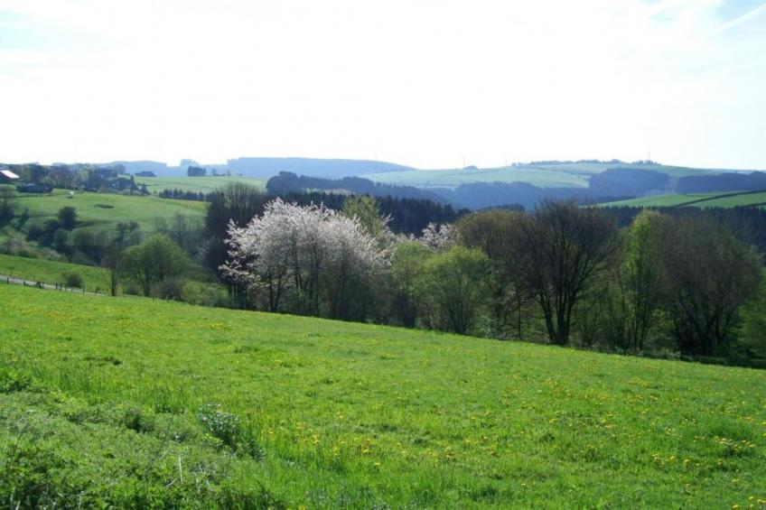 Am Grünen Wald - foto 35