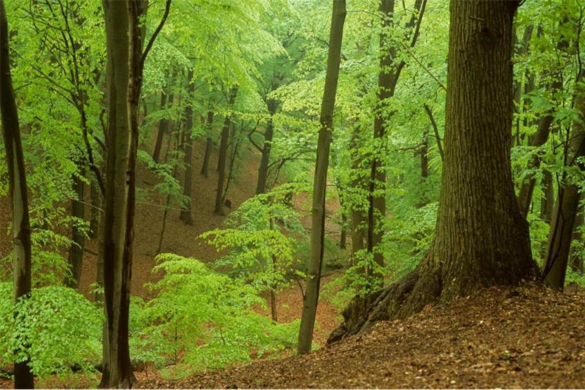 Strandpark Vlugtenburg 12 - foto 27