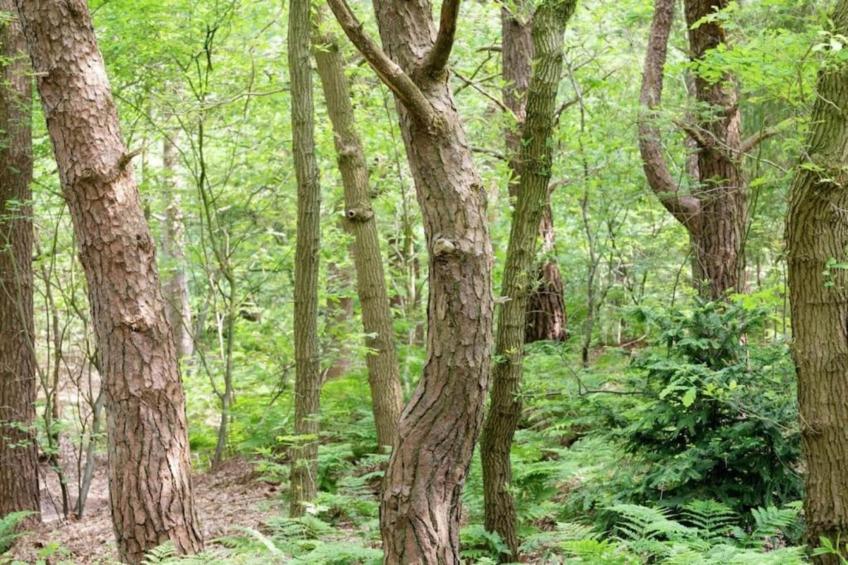 Buitenplaats Gerner 7 - foto 28