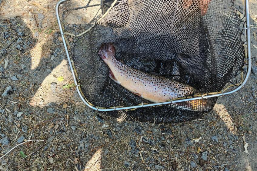 Cottage mit Whirlpool - foto 4