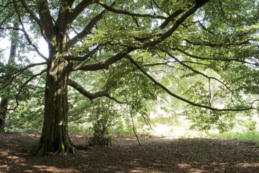 Vakantiepark Hessenheem 4 - foto 29