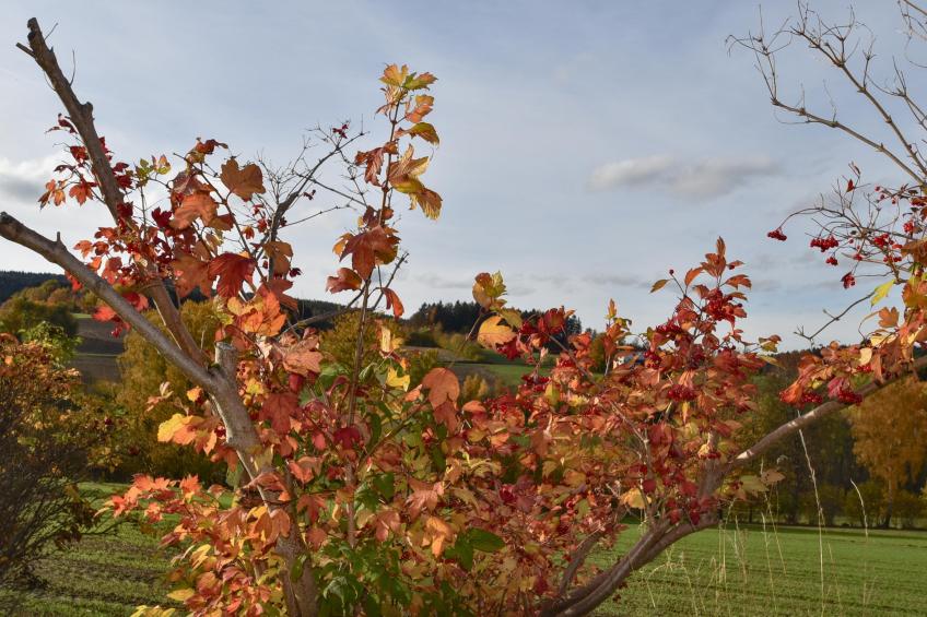 Blumenhof II - foto 49