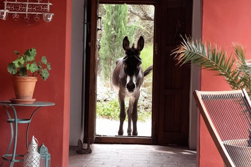 Das Cortijo auf der Finca al-manzil - foto 48