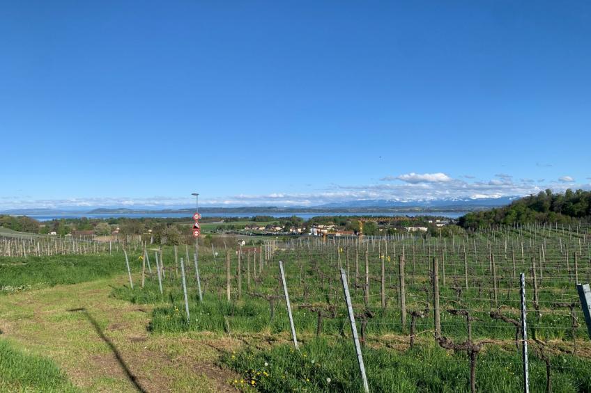 Cozy Little Dream - foto 7