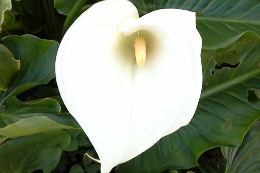 Finca mit Terrasse - foto 30