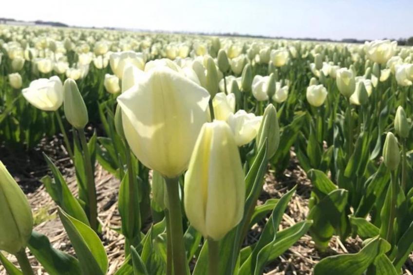 Ruyghe Hoeck 4 - foto 20