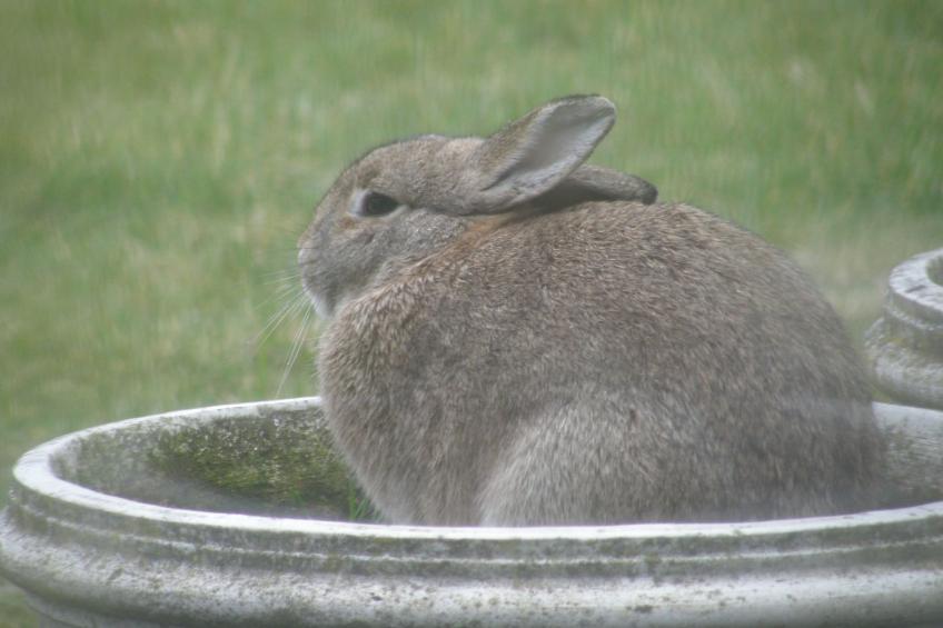 Hondsroos für 4 Personen - foto 15