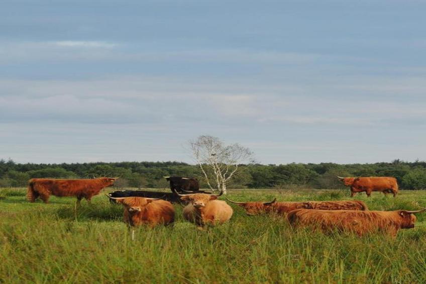 RCN Vakantiepark de Roggeberg 6 - foto 32