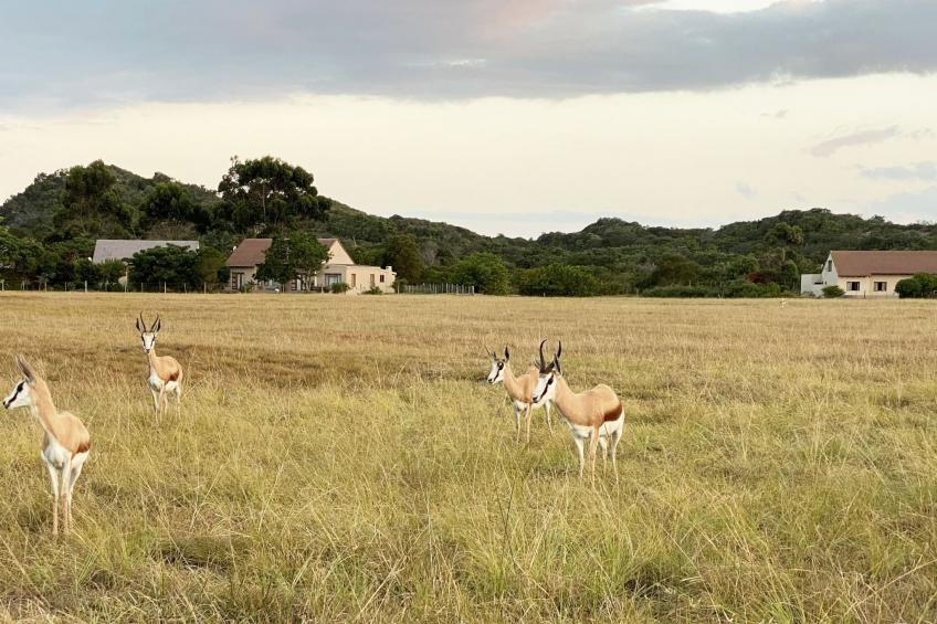 Estate Chalet 40 mit gemeinschaftlichem Pool, Südafrika - foto 42