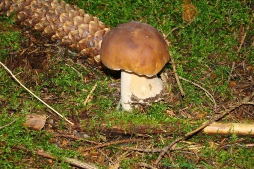 Ganzjährig bewohnbares Ferienhaus - rot - foto 69