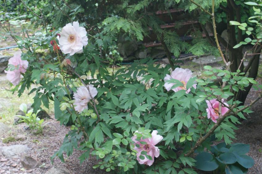 Meeresdorf Stille - Ferienhäuser in den Gärten von Magra - foto 24
