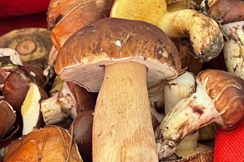 Vogelecke - abseits des Trubels und der Hektik - foto 29