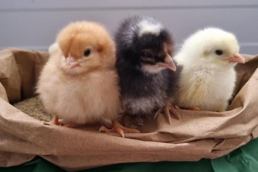 Bio-Hof Brudersrüti - foto 13