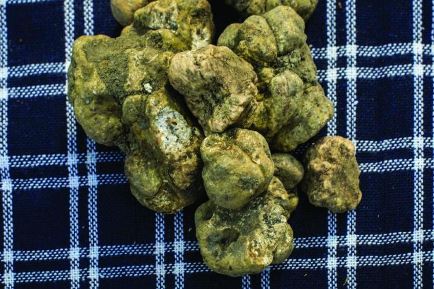 Villa Pesce,Dolcetto - foto 14