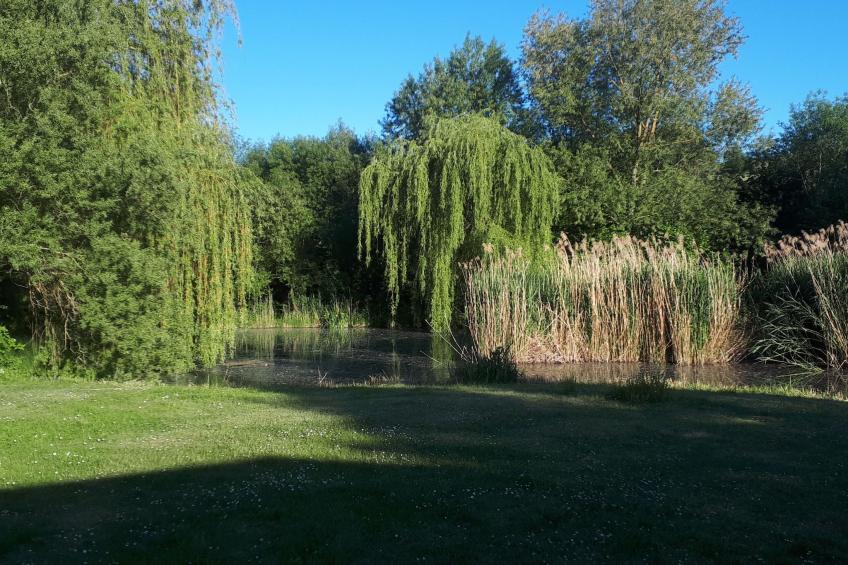 mit naturnahen Badeteich - foto 13