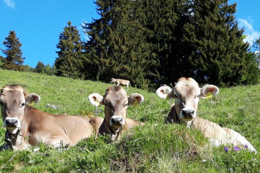 Hof Gross Gada - foto 13