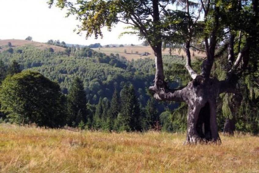 Casa Crina in Karpaten-Dorf in Siebenbürgen - foto 57
