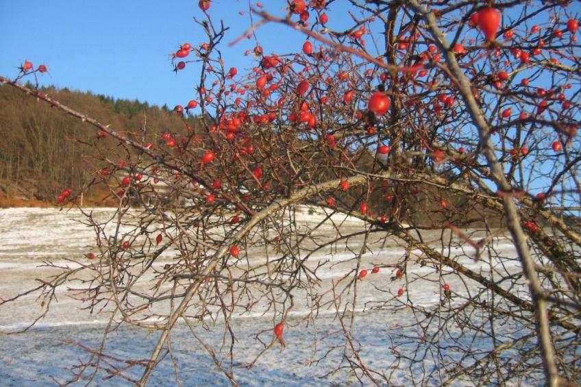 FeWo Panorama - foto 45