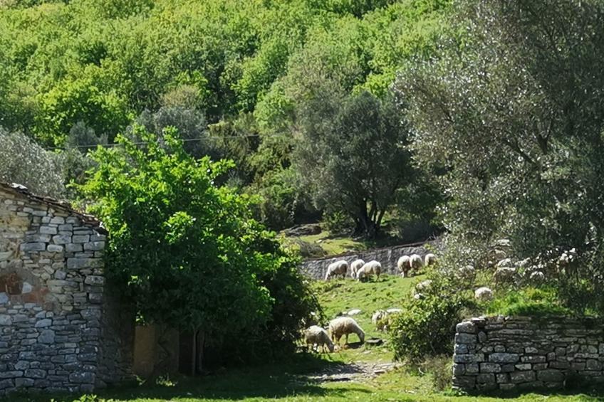 Ariete - foto 8
