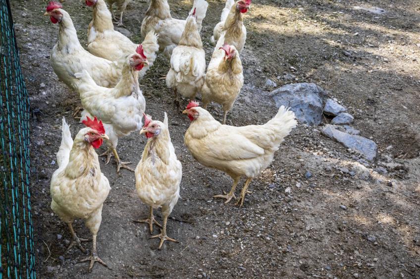 Hanserbauer - foto 28