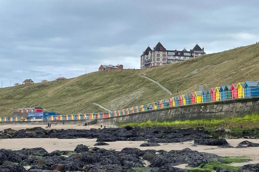 Oystercatcher - foto 34