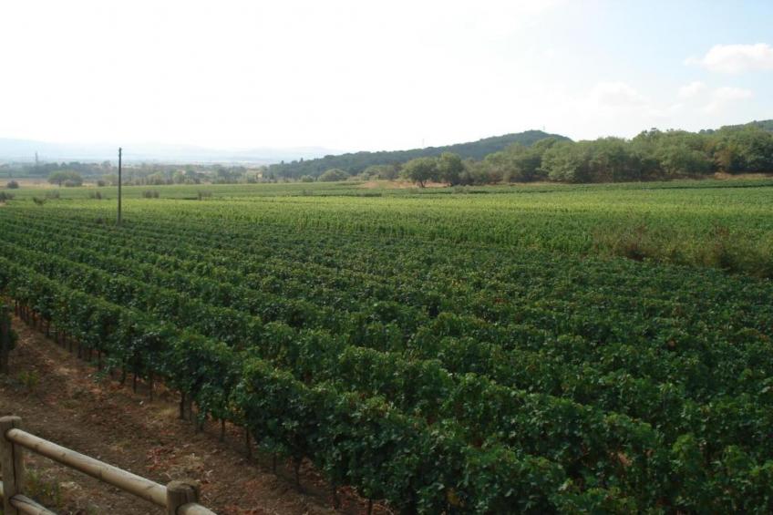 Casa Oleandri - foto 31