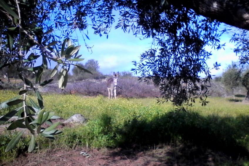 Finca "El Chorrillo" mit gemeinschaftlichem Pool - foto 28