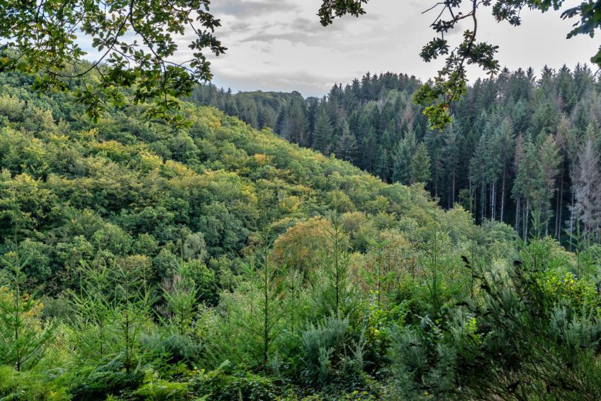 Forest Park Lodge - foto 24