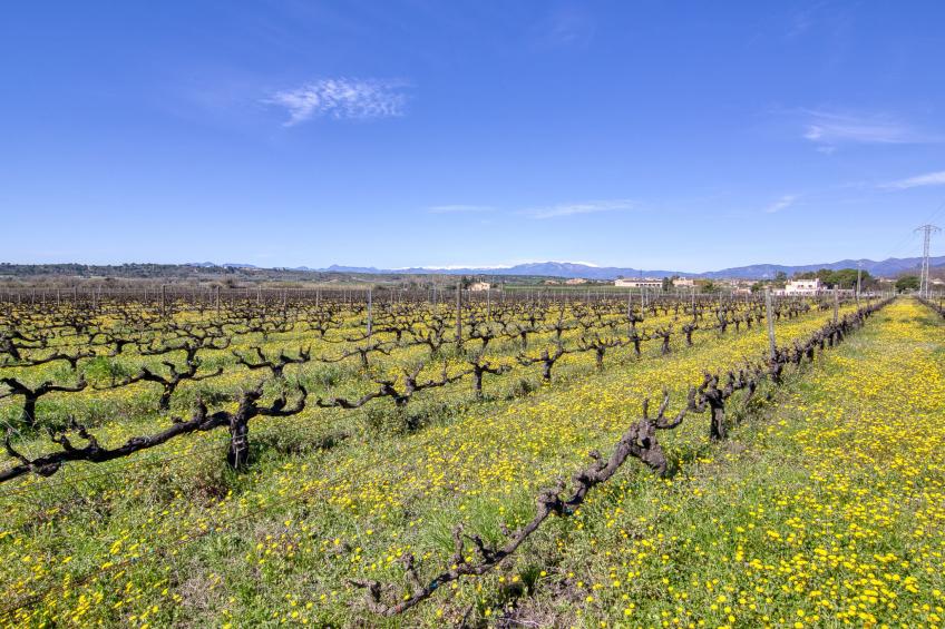 Ca l'Andreu - foto 59