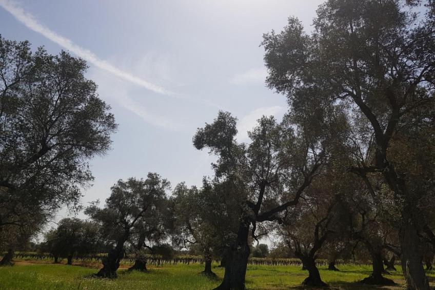 in Pulsano mit Garten - foto 19