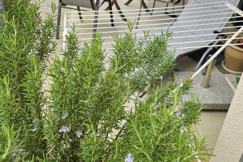 FeWo Lüneburger Heide - Krümel - foto 20