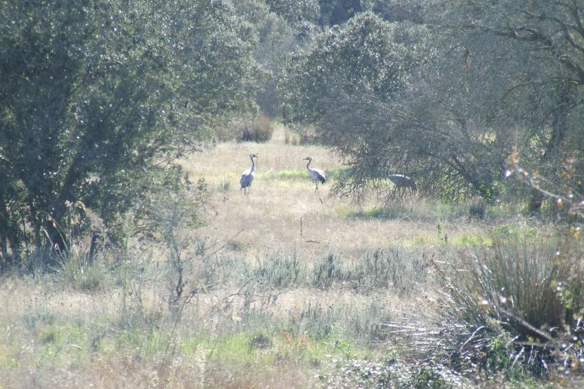 Finca El Chorrillo Studio - foto 27