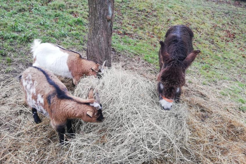 mit Terrasse - foto 7